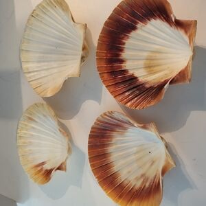 Set of Four X Large Natural Scallop Shells See Photos